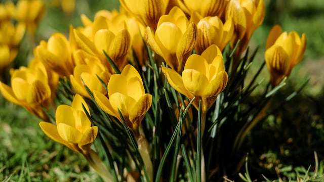 Jardín con flores amarillas