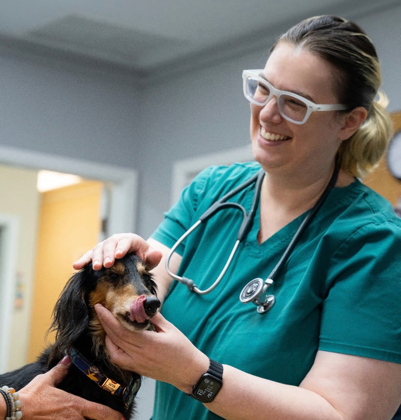 Loy-002 promete prolongar la vida de los perros