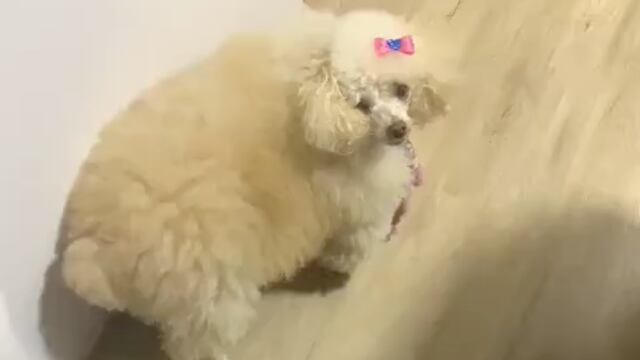VIDEO: ¿Perro u oveja? TikTok discute para decidir a qué se parece más