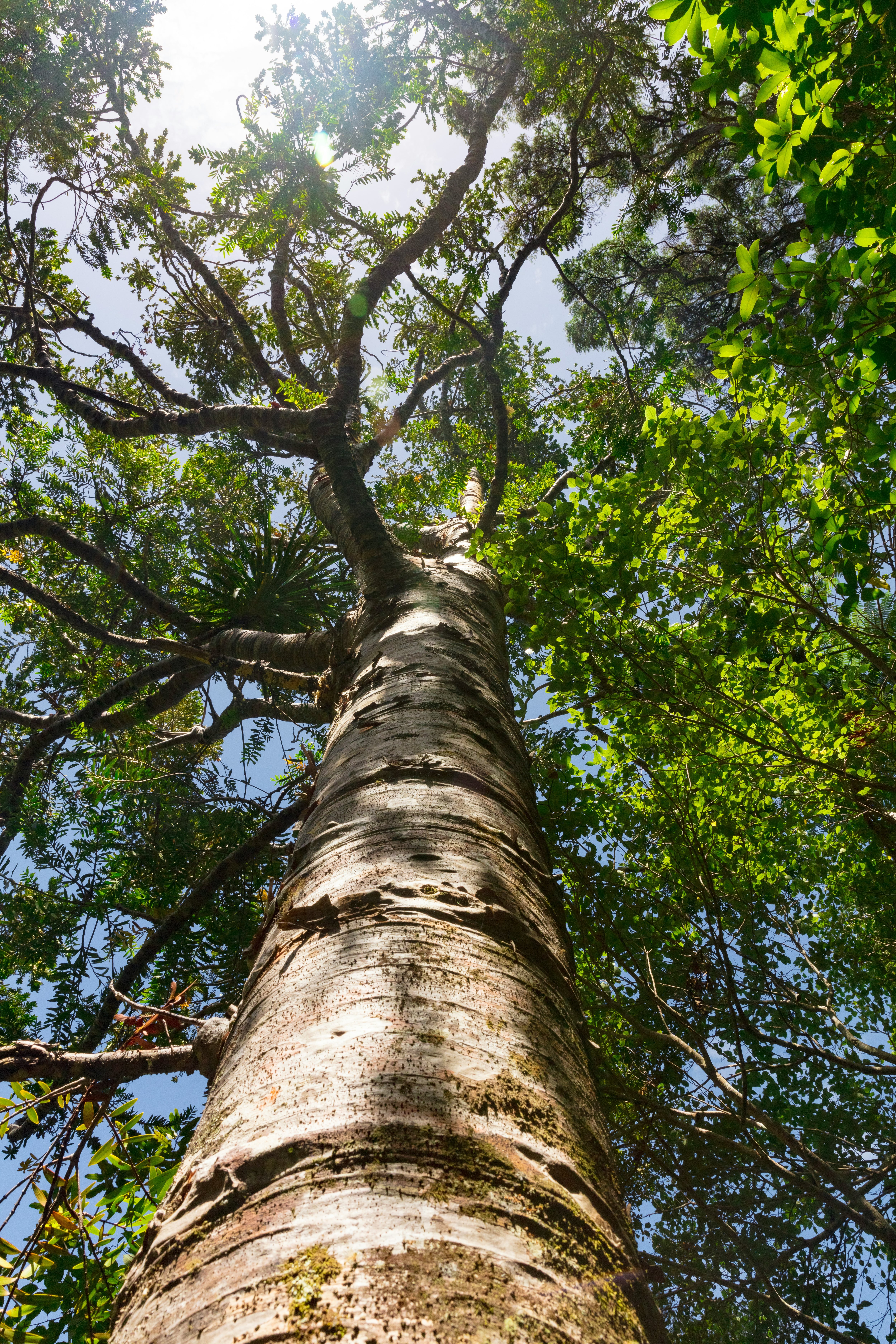 Árbol