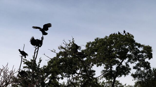 Zopilotes para buscar desaparecidos