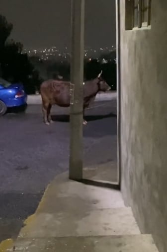 Toro impidiendo a conductor de Uber llegar por el pasajero