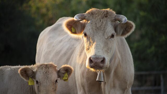 Vacas con gripe aviar: Lo que se sabe del fenómeno que azota a Texas