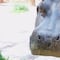 Muere ‘Inés’, la hipopótama de 50 años que vivía en el Zoológico de San Juan de Aragón