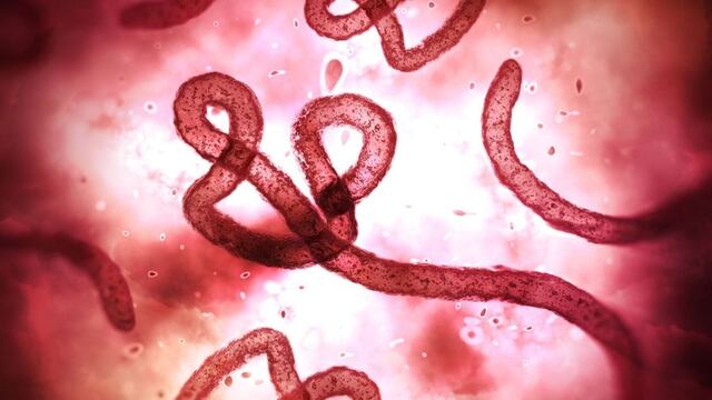 Virus del Ébola