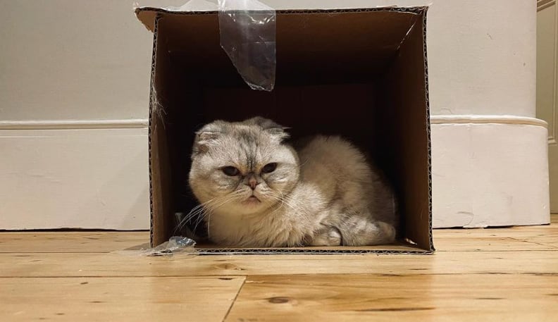 Olivia, gatita de Taylor Swift