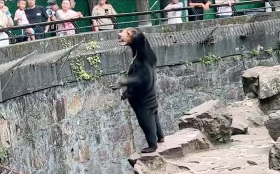 Oso Humano de China