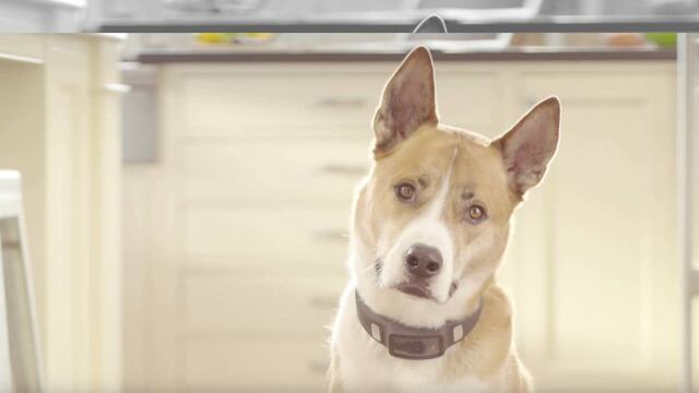 Nuevos collares monitorean salud de perros y gatos