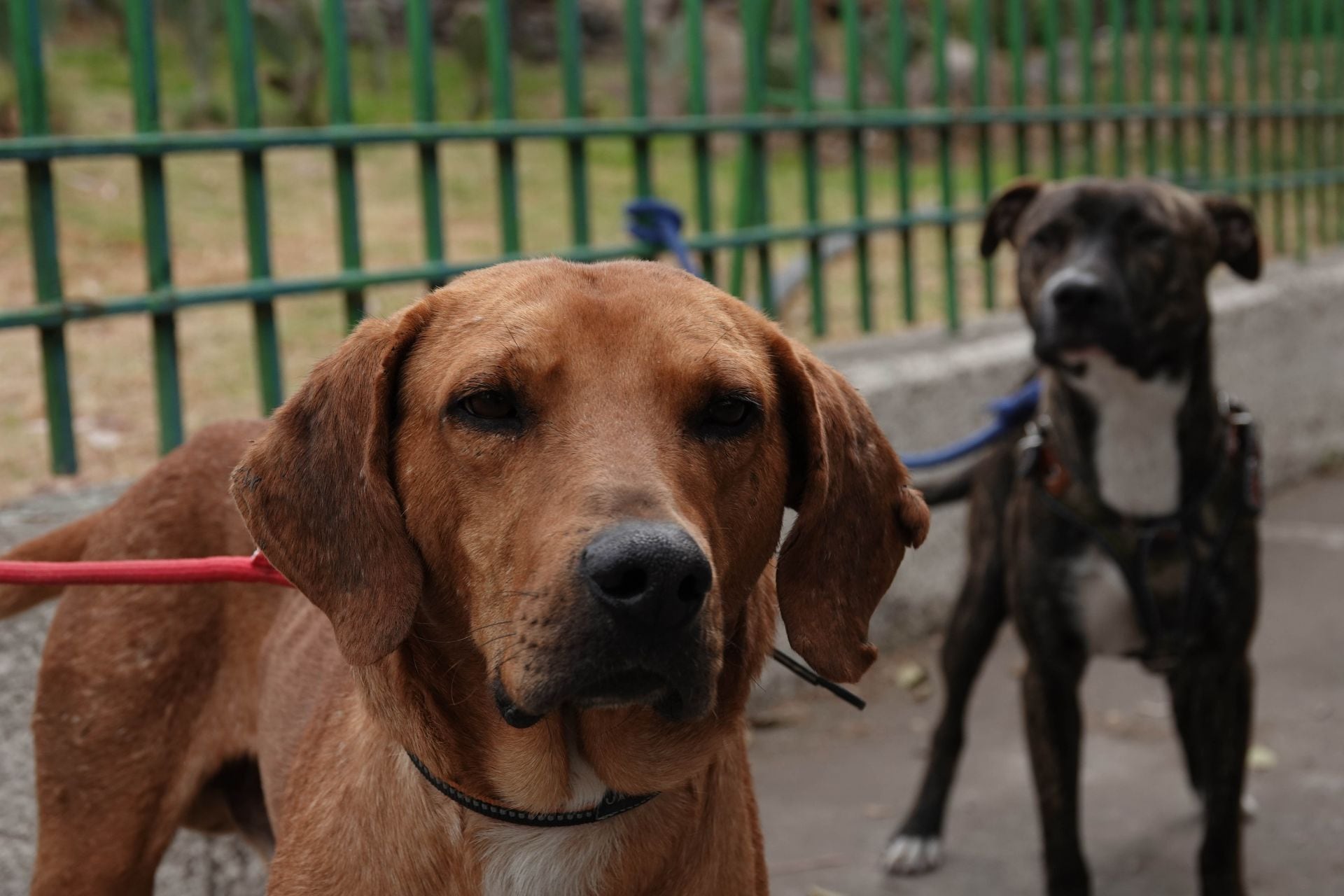 Perros abandonados.