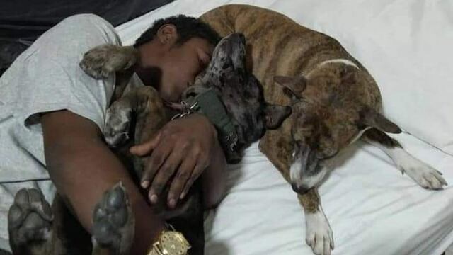 Hombre que celebró a sus perritos fue admitido en refugio