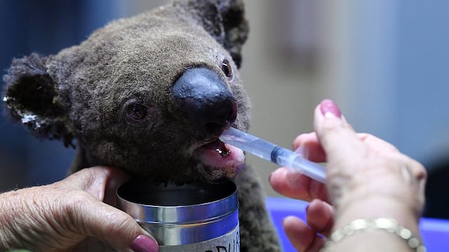 Koala siendo atendido tras serias quemaduras en su cuerpo