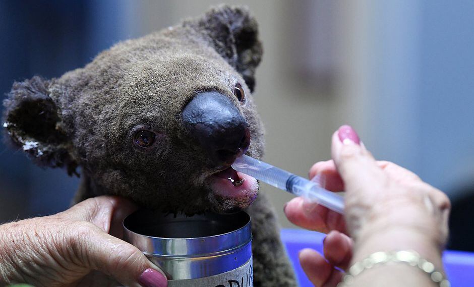 Koala siendo atendido tras serias quemaduras en su cuerpo