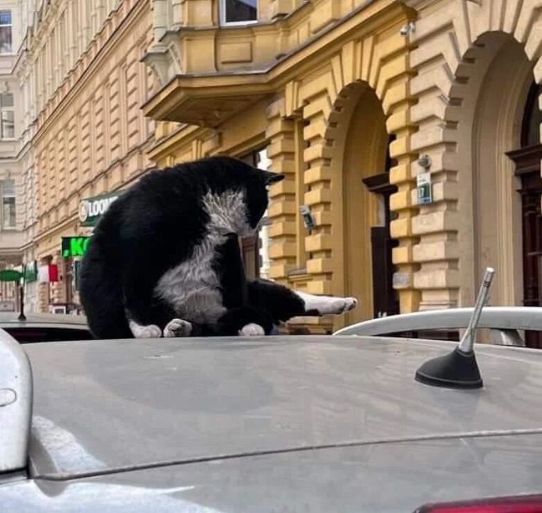 Gacek, el gato gordo que es la principal atracción turística en una ciudad de Polonia