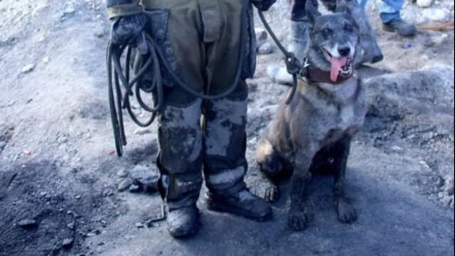 El perro rescatista Rola ayudo a recuperar los cuerpos de siete mineros