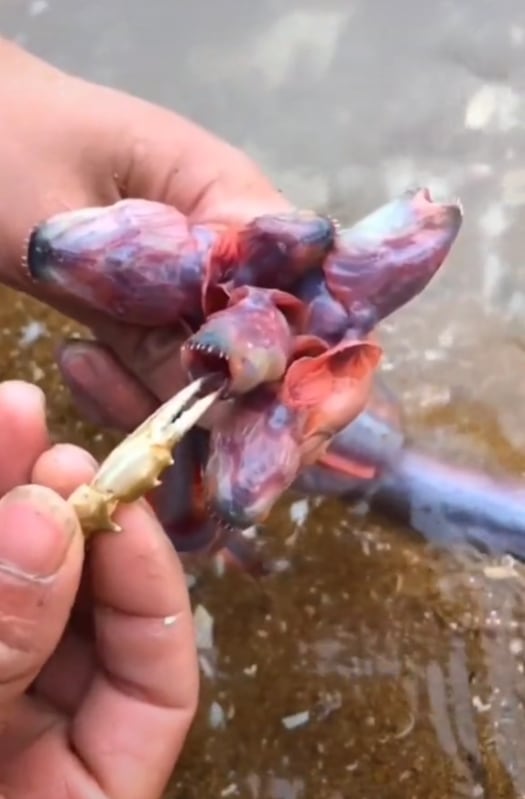 Gobies anguila, el extraño monstruo que se viralizó en TikTok