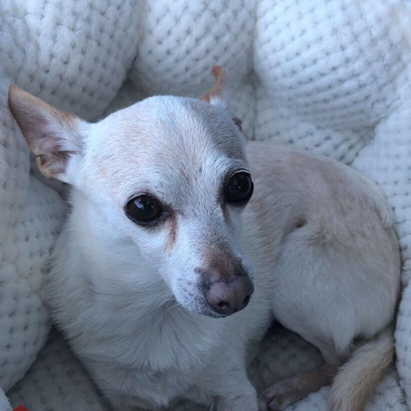 TobyKeith, perro chihuahua