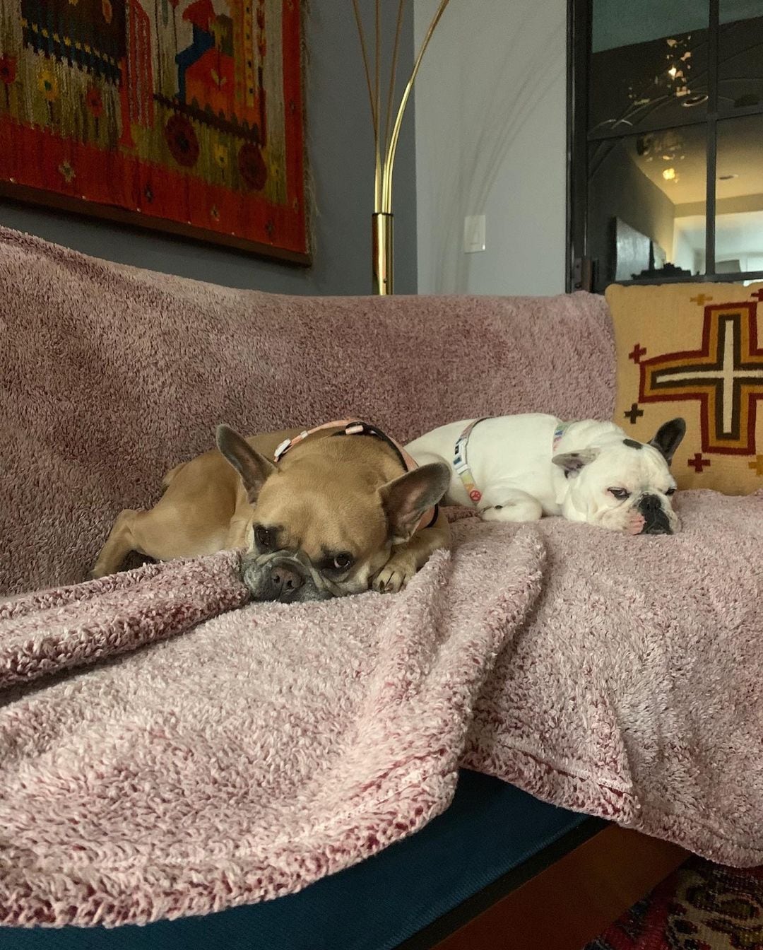 Koji y Gustav, mascotas de Lady Gaga