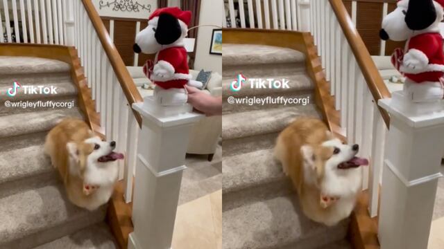 Perrito que baila en TikTok