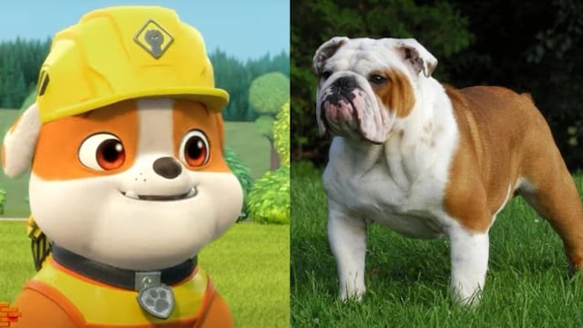 Estas son algunas características de los bulldog, la raza de Rubble de Paw Patrol