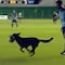 VIDEO: Perro irrumpe en partido para demostrar sus dotes de “futbolista”