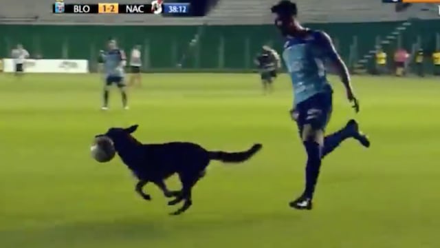 Así persiguieron al perro.