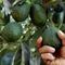 Día histórico para Jalisco; mañana arranca exportación de aguacate a Estados Unidos