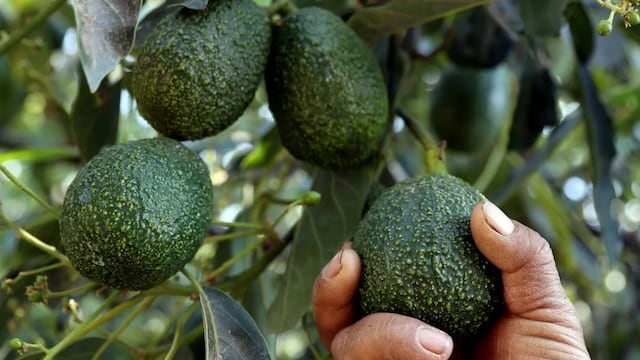 Día histórico para Jalisco; mañana arranca exportación de aguacate a Estados Unidos