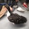 La foto de un pato con tenis desborda ternura en el metro de la CDMX