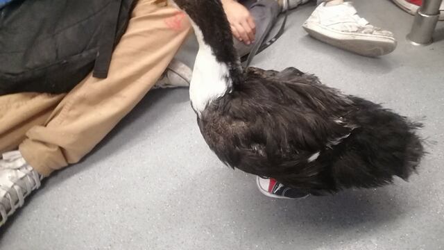 El pato llevaba tenis para evitar ampollas en sus patas