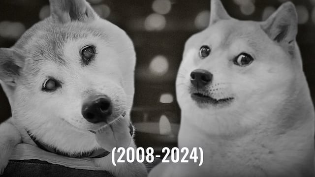 ¿Quién fue Kabosu? Doge, la perrita de los memes que inspiró una criptomoneda murió a los 17 años de edad