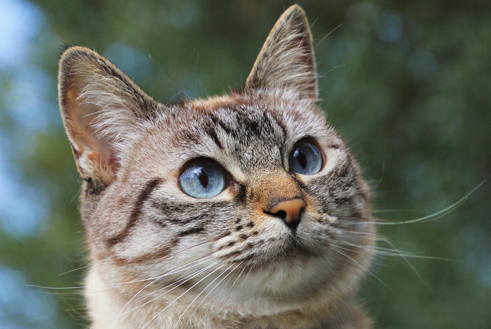 Gato