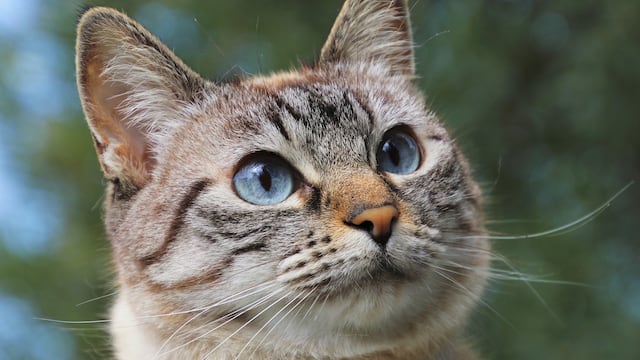Gato