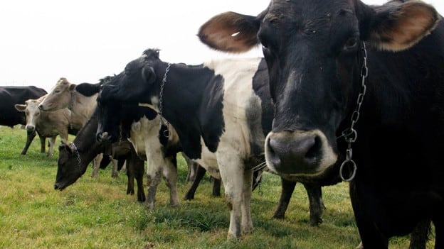 Vacas
