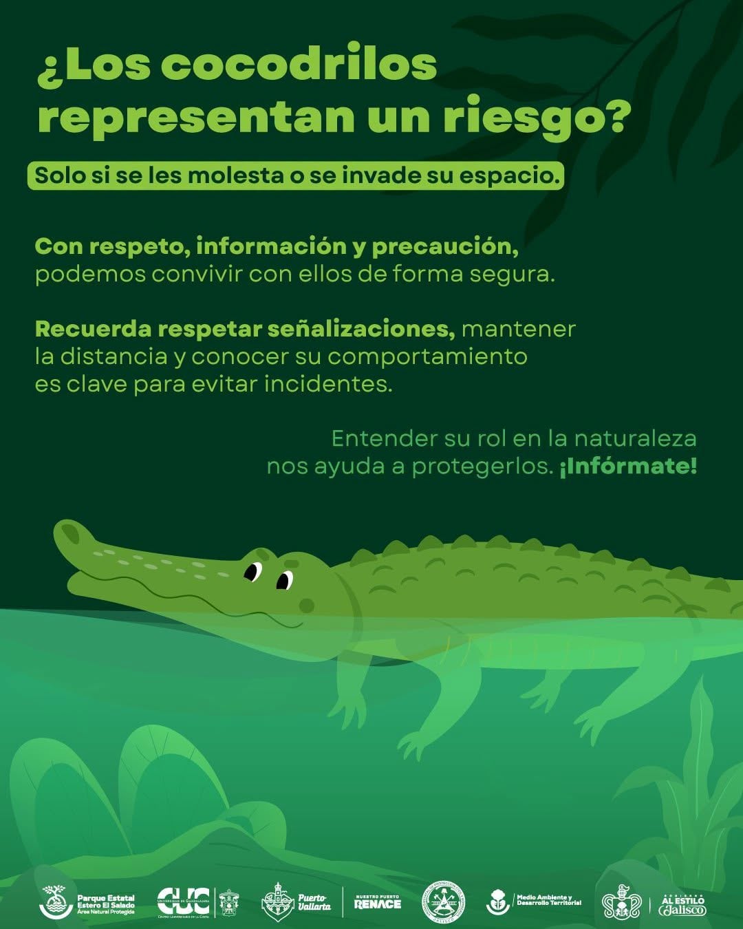 Autoridades de Jalisco llaman a proteger cocodrilos tras asesinato de 11 ejemplares en Puerto Vallarta y Bahía de Banderas