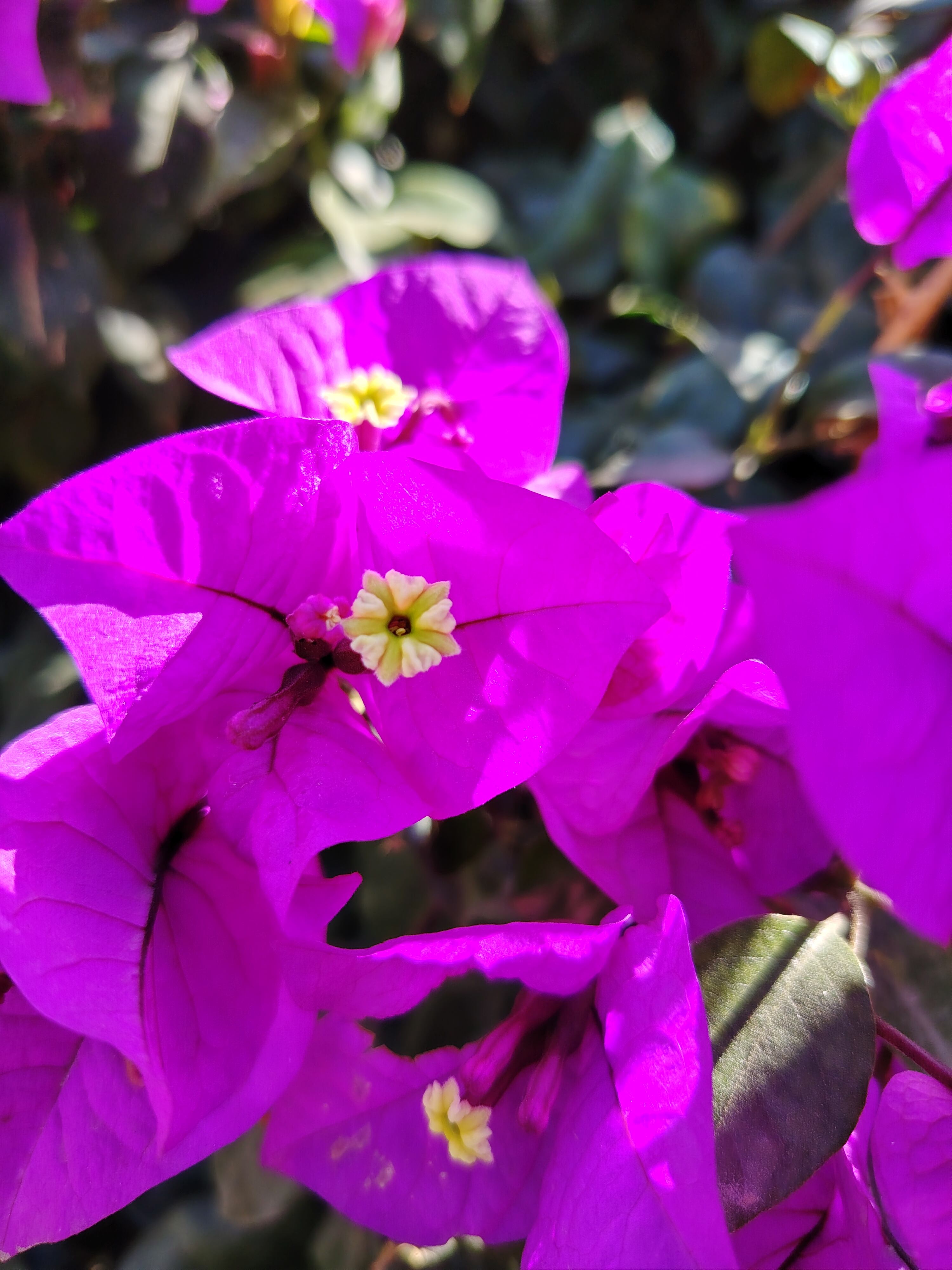 Fotografía tomada con HONOR Magic8 Lite zoom 10x