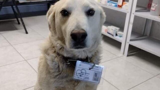 'Matute', perro callejero