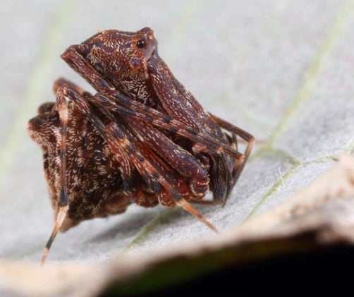 Nueva araña descubierta en Australia
