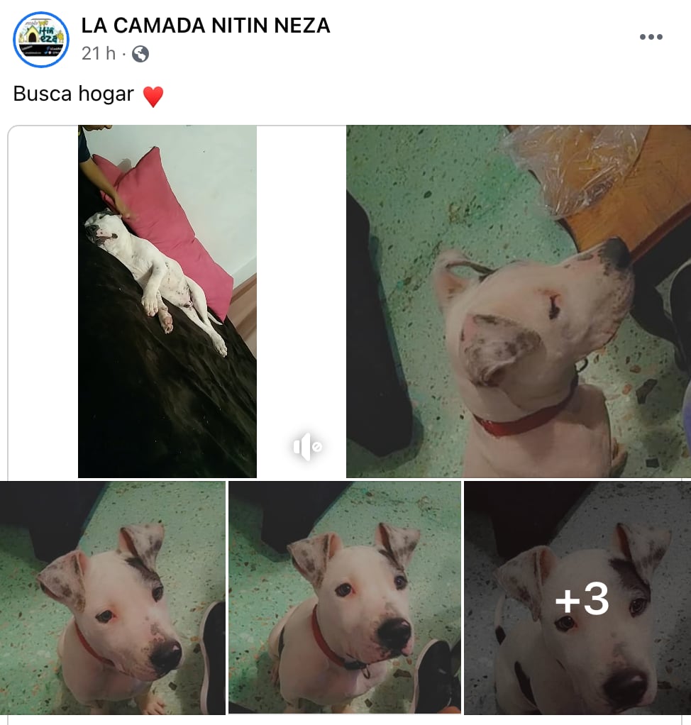 Campaña "Perro de nadie, perro de todos"