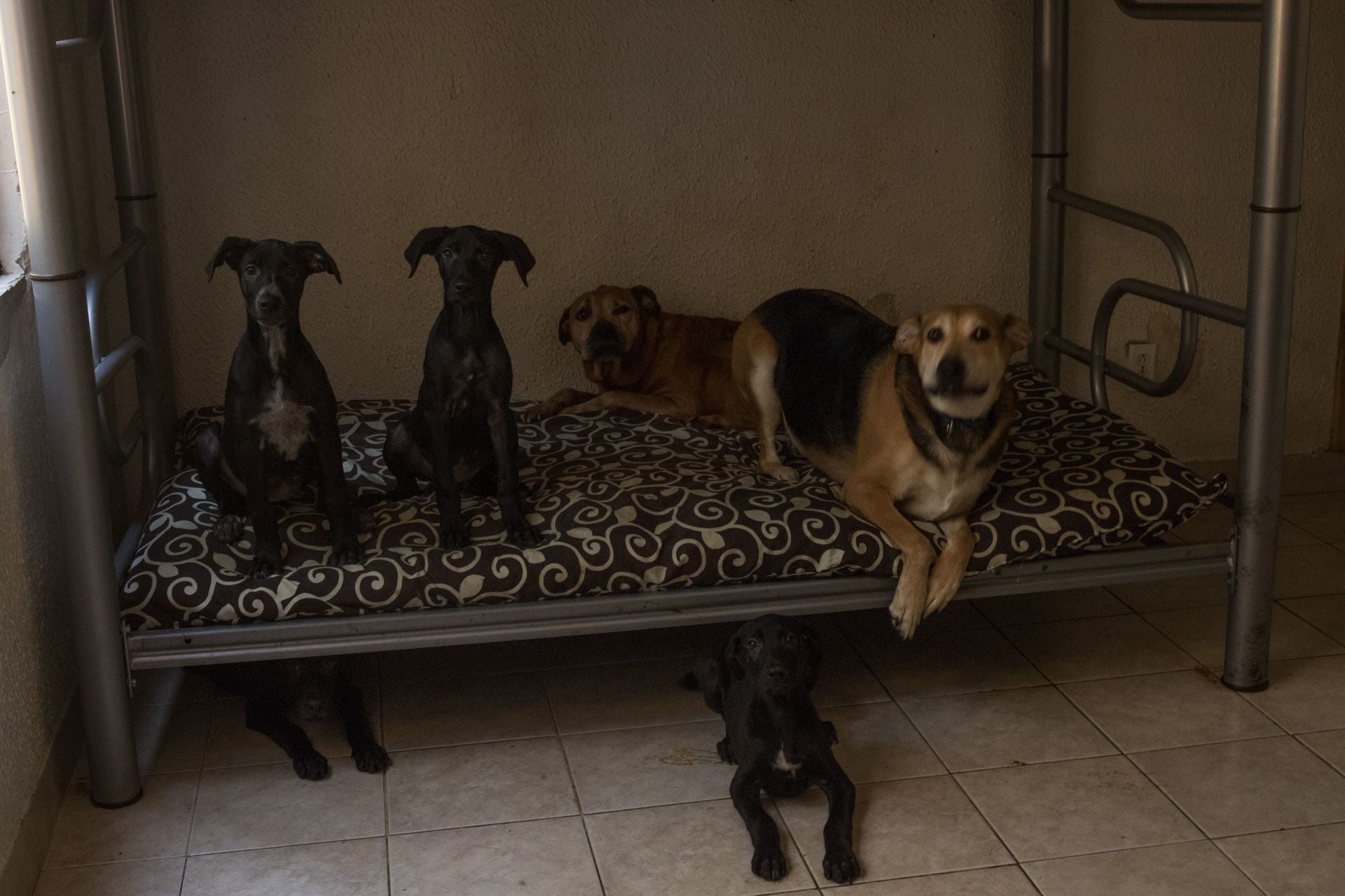 Perros reposando y esperando ser adoptados.