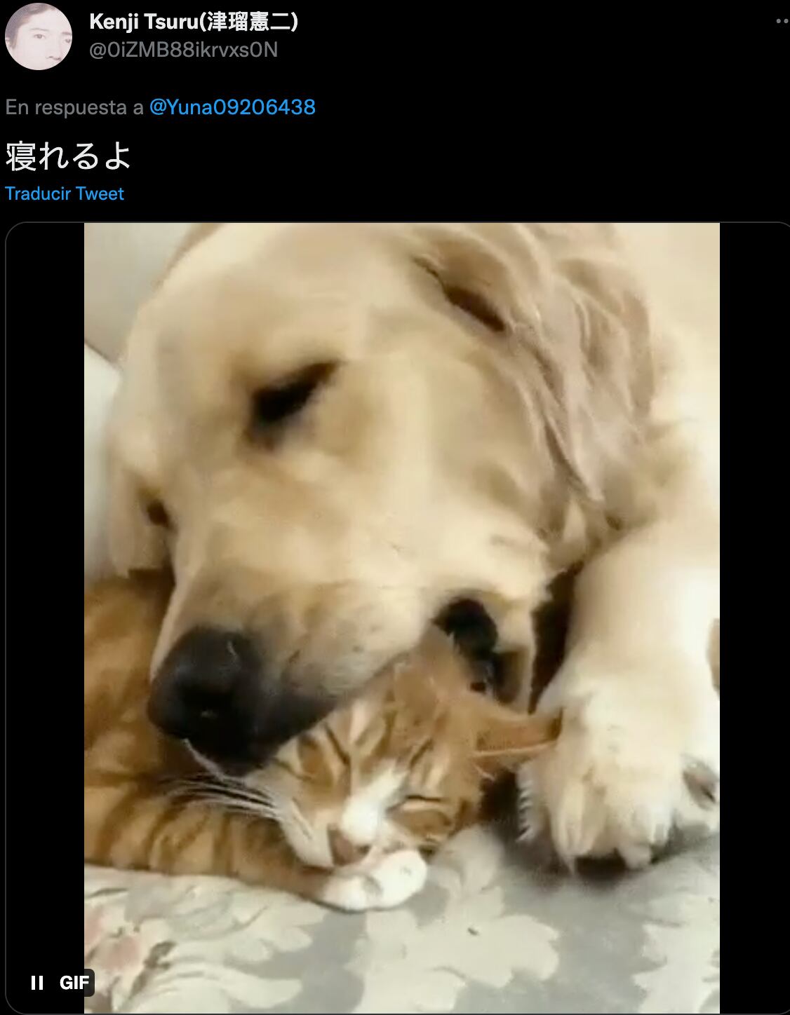 Perro y gato durmiendo