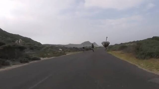 ¡Vaya corretiza que le dio esta avestruz a un par de ciclistas!