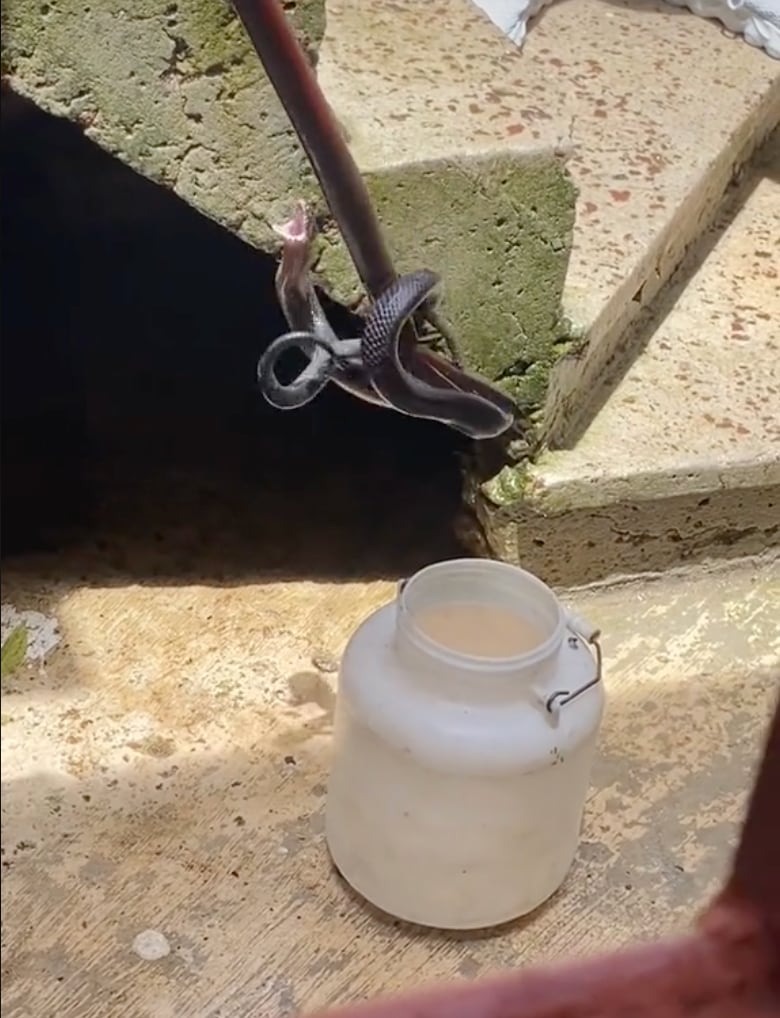 Víbora que podría ser un nahual en TikTok