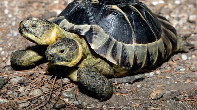 Janus, la tortuga macho con dos cabezas  EFE/Salvatore Di Nolfi.