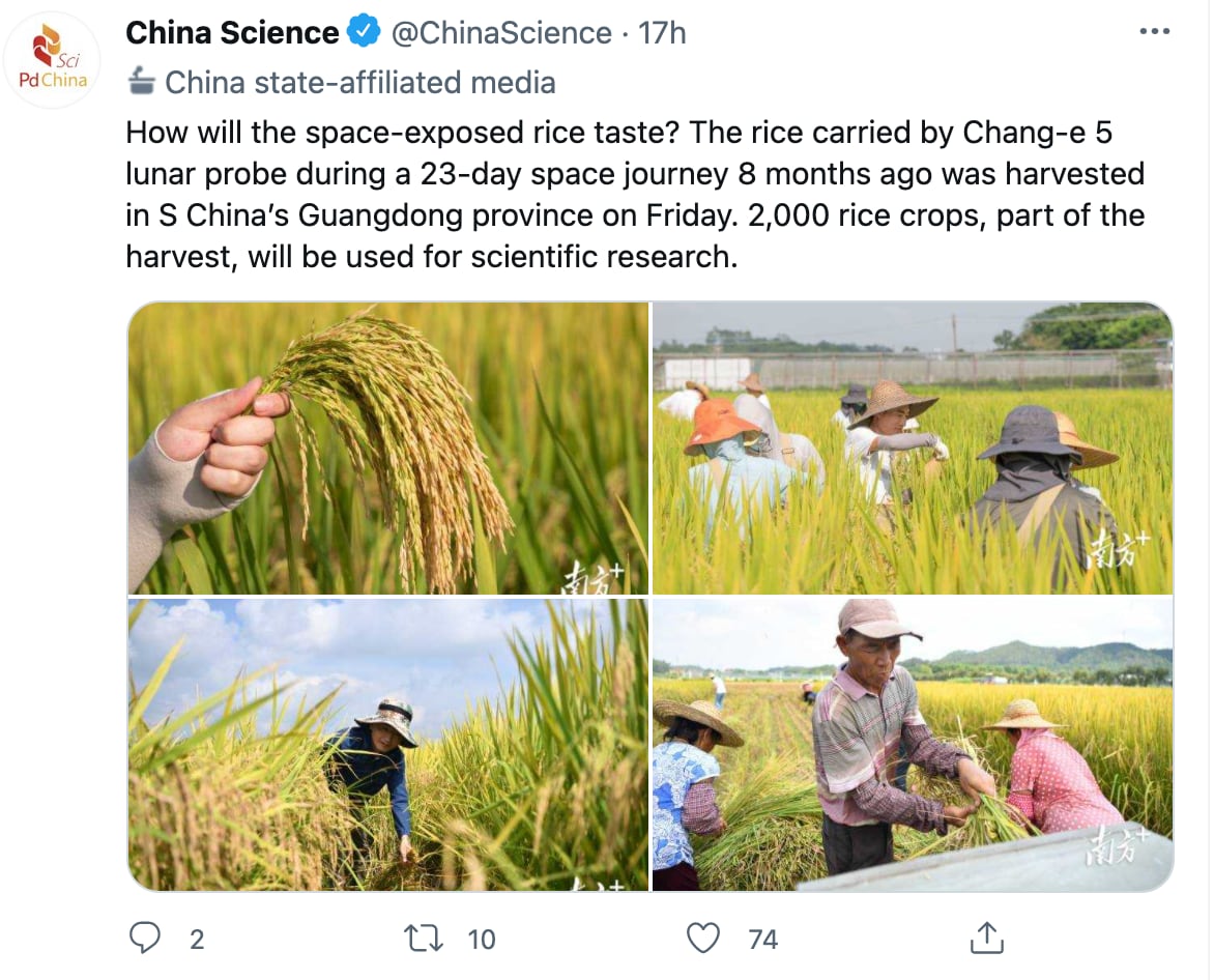 Recolección del "arroz espacial"