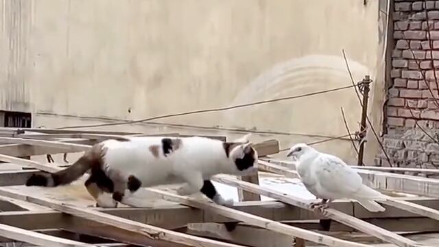 Gato se lanza contra paloma