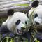 CDMX quiere que China le done otro panda como Shuan Shuan
