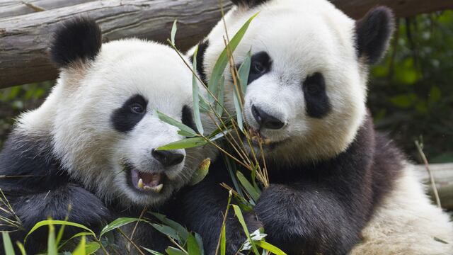 Pandas gigantes/National Geographic