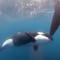 VIDEO: Pandilla de orcas lanza ataque contra velero de The Ocean Race en Gibraltar