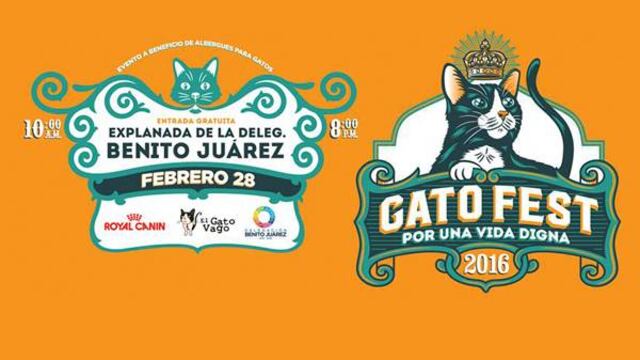 ¡No pierdas la oportunidad de darle a un gatito un hogar!