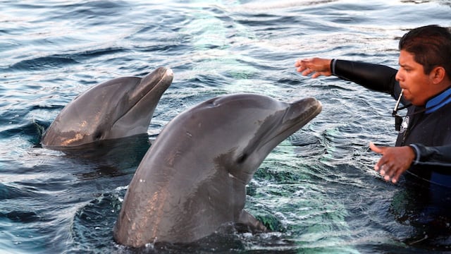 Delfines del Dolphin Discovery.